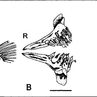320x320 A Drawing Zebrafish Cranium Showing Location