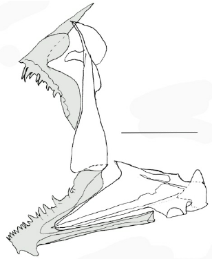 308x375 Lateral View Of The Jaws In Dactylopterus Volitans