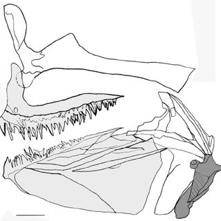 320x320 Lateral View Of The Jaws In Velifer Hypselopterus (Veliferidae