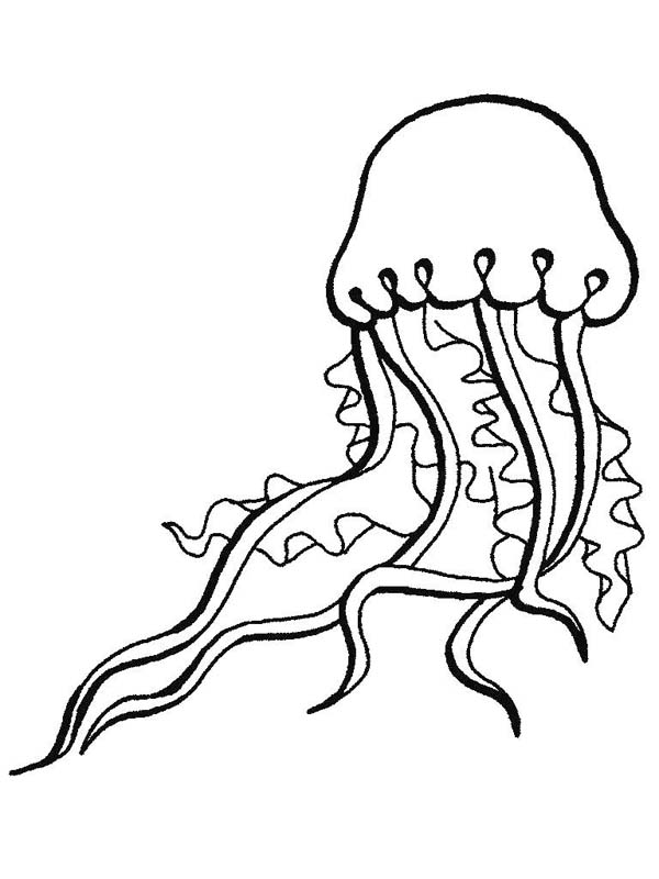 600x800 Sea Animals Coloring Pages Jellyfish