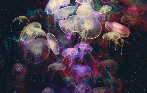 500x318 Jellyfish Drawing Colo Hd Wallpaper, Background Images