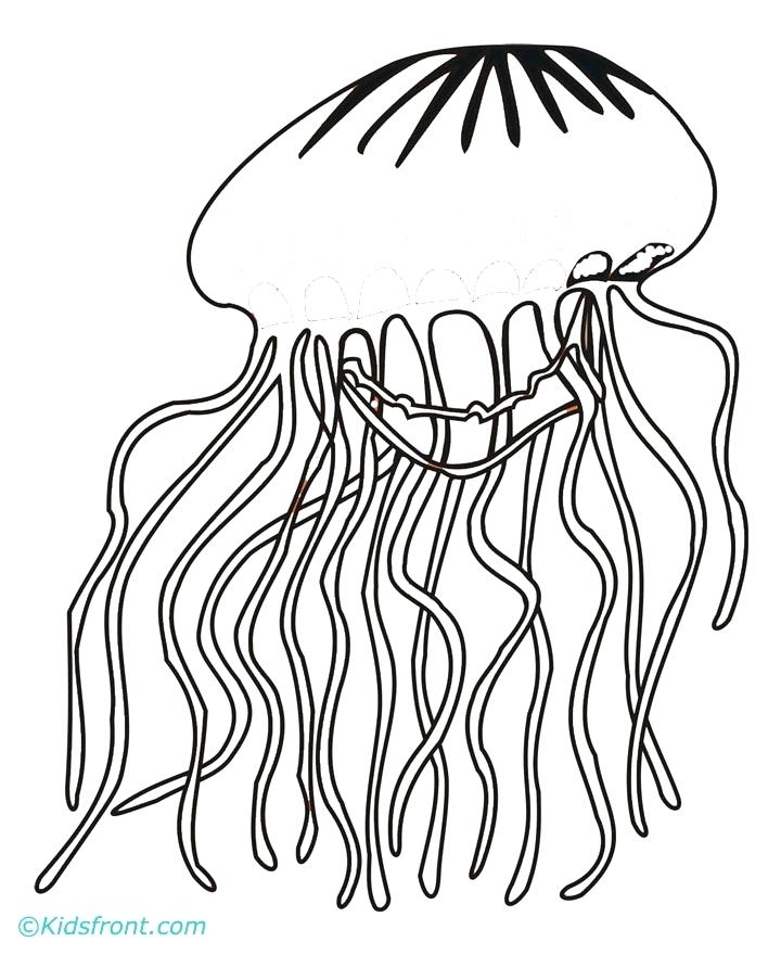 720x880 Jellyfish Coloring Pages Source A Report Jellyfish Drawings
