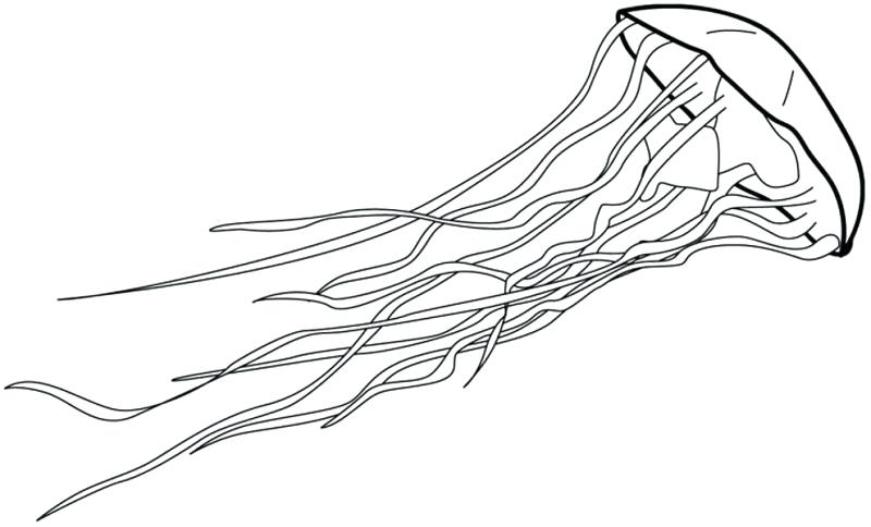 800x484 Fish Coloring Pages For Preschoolers Jelly Fish Coloring Page