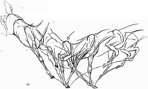 476x287 Animal Figure Drawing Related Background