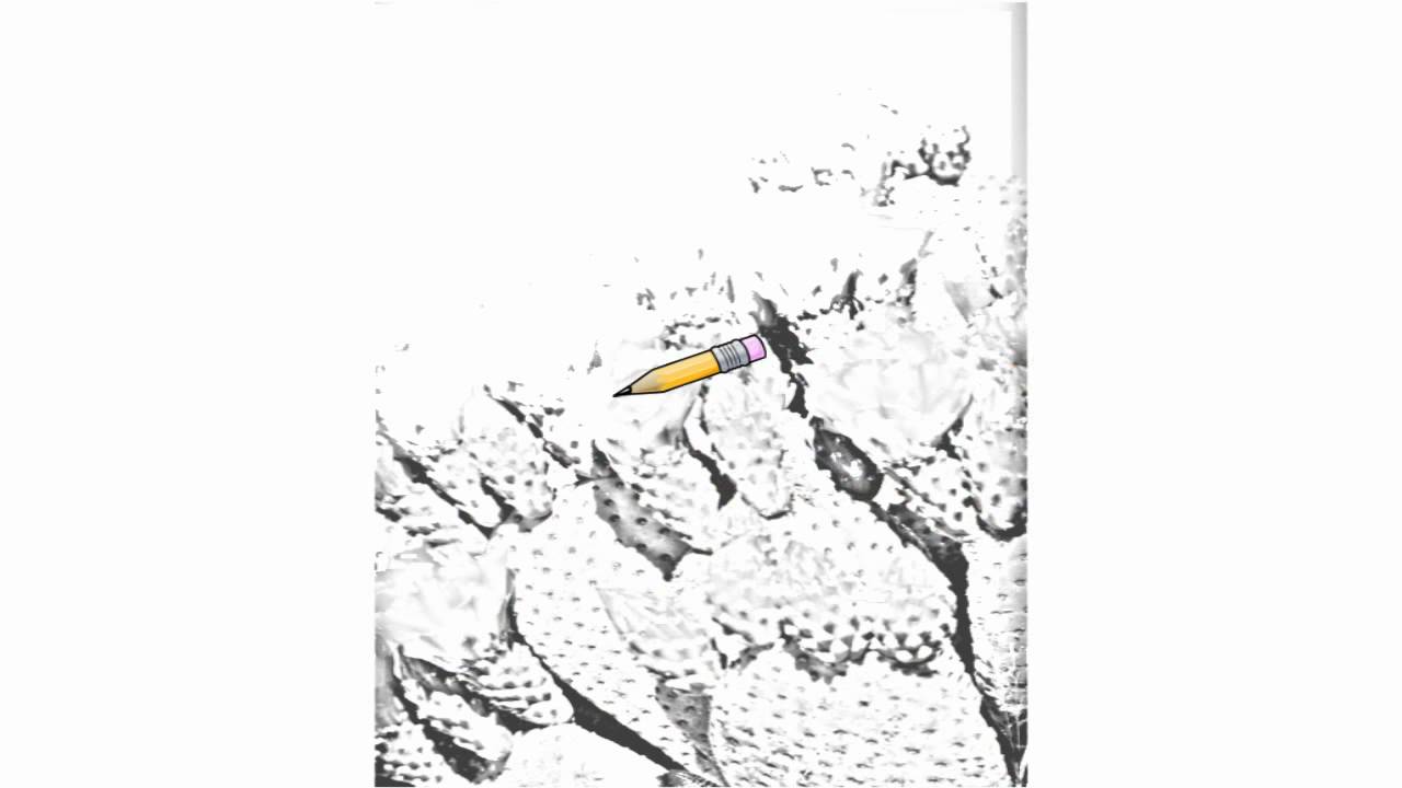 1280x720 Auto Draw 2 Beavertail Cactus, Joshua Tree National Park