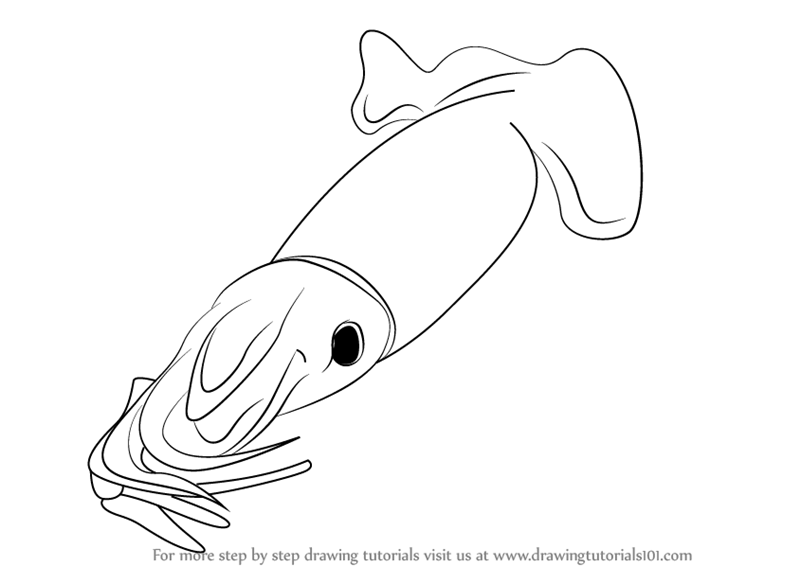 800x566 Learn How To Draw A Jumbo Flying Squid (Squids) Step By Step