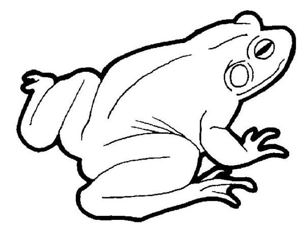600x458 Jumping Frog Coloring Pages Plain Pattern Frog Coloring Pages