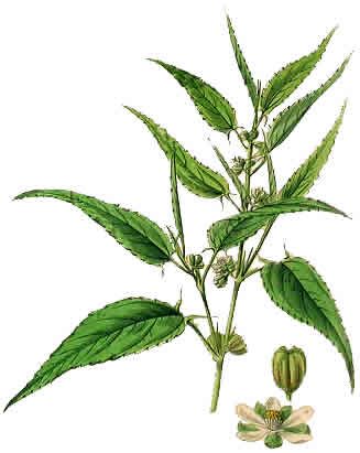 327x411 Jute Drawing