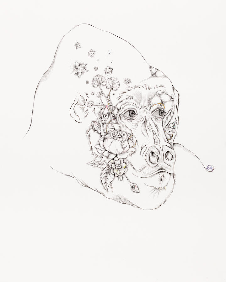 720x900 Botanicalia Silverback Drawing By Karen Robey