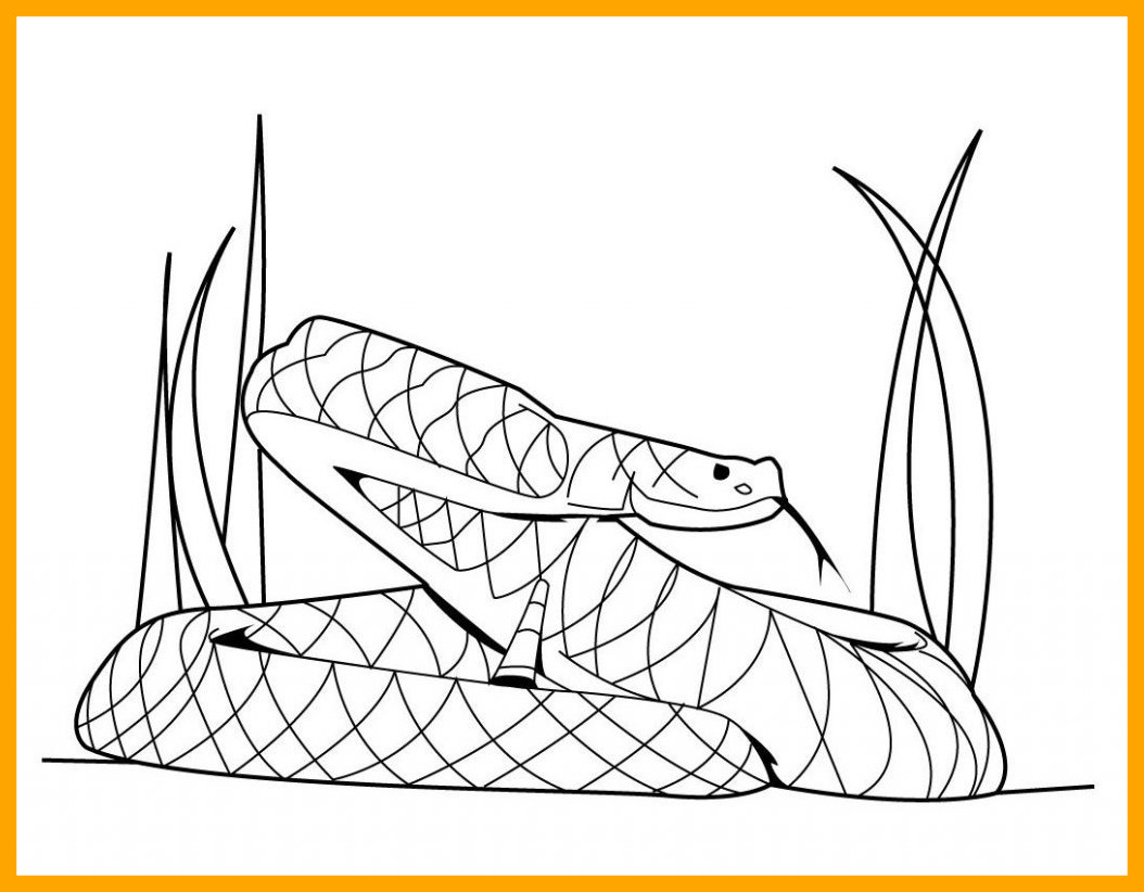 1054x822 Inspiring Extraordinary King Cobra Snake Drawings With Coloring