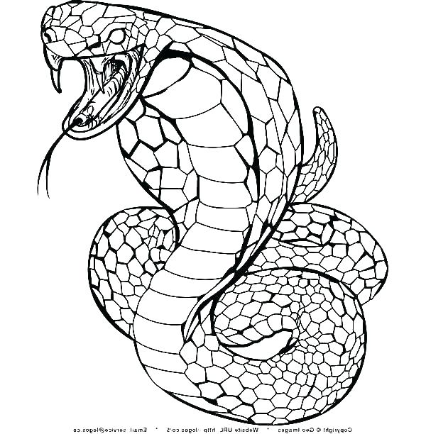 600x612 King Cobra Coloring Pages Printable Snake For Book As Well Baby
