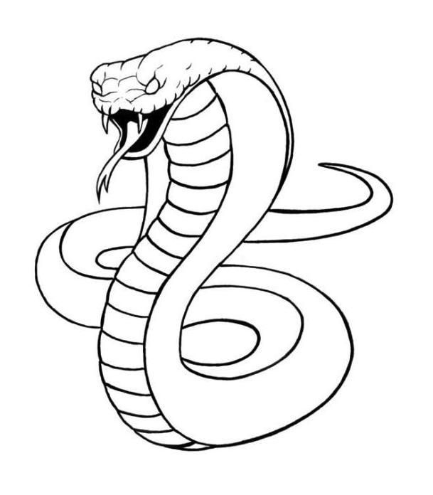 609x696 King Cobra Snake Coloring Sheet Animal Coloring Activity Page