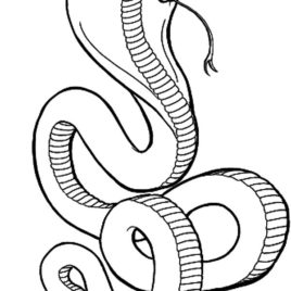 268x268 Cobra Snake Coloring Page Kids Drawing And Coloring Pages