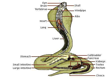 450x329 The Cobra Anatomy