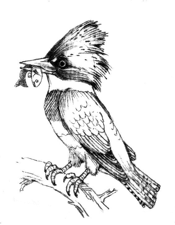 Kingfisher Drawing