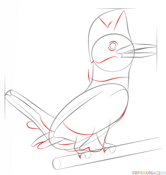 544x575 How To Draw A Belted Kingfisher Step By Step Drawing Tutorials
