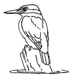 236x251 Image Result For Belted Kingfisher Line Drawing Belted