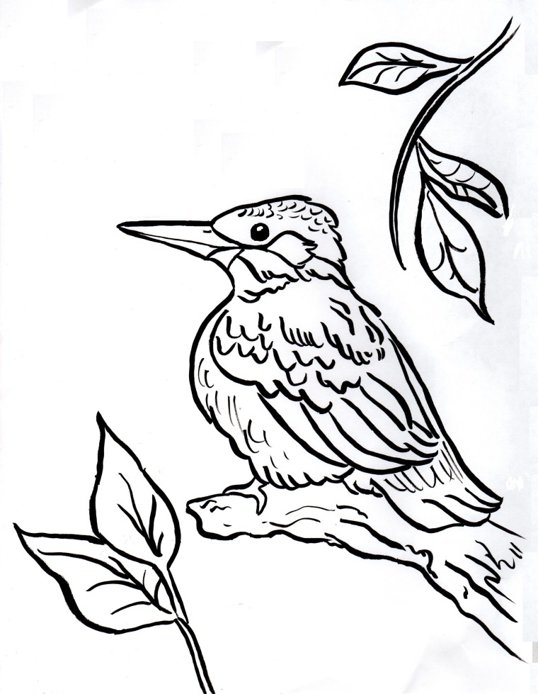 760x979 Kingfisher Coloring Page