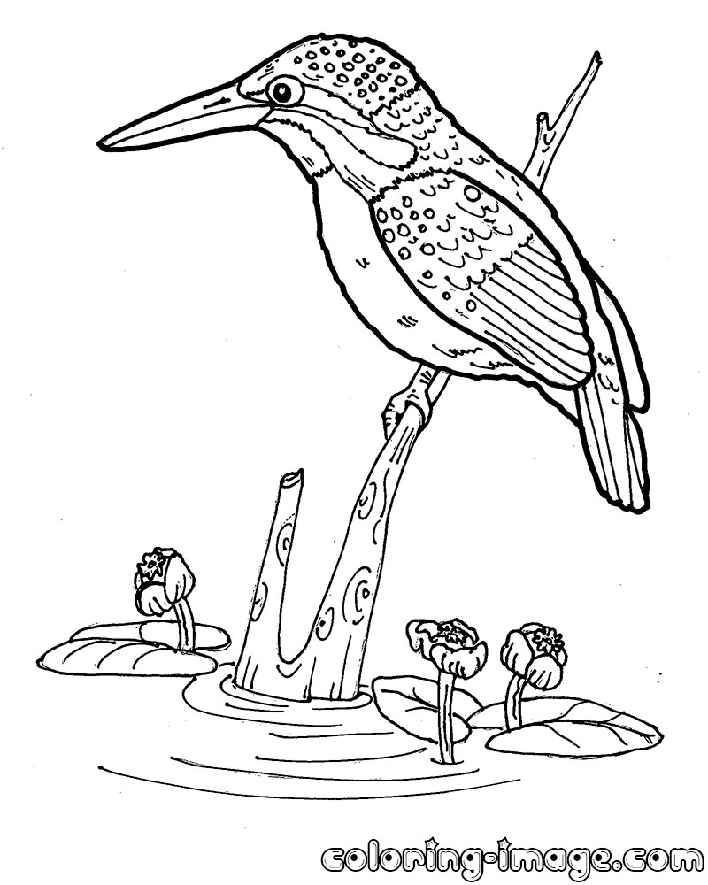 800x1000 Kingfisher Bird Free Coloring Pages For Kids