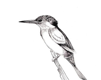 340x270 Kingfisher Drawing Etsy