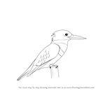 150x150 Learn How To Draw A Kingfisher (Birds) Step By Step Drawing
