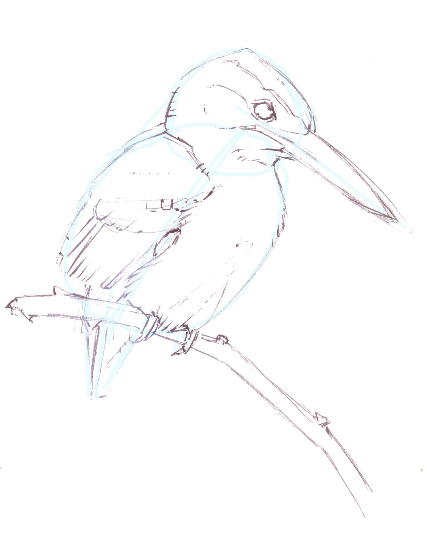1369x1735 Pygmy Kingfisher 1