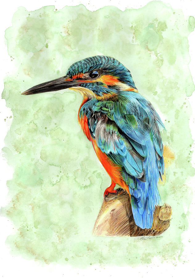 632x900 Kingfisher Blue Drawing By Bonnita Moaby