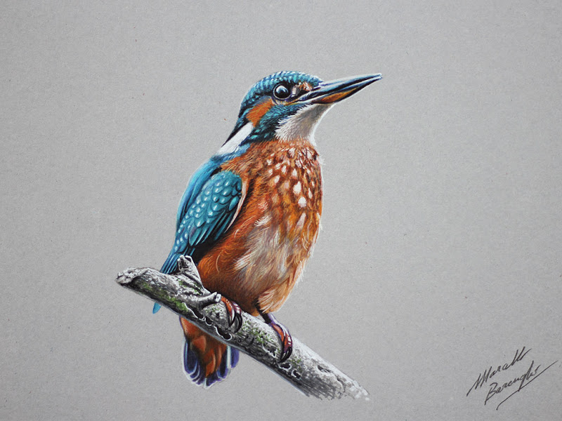 800x600 Kingfisher Drawing