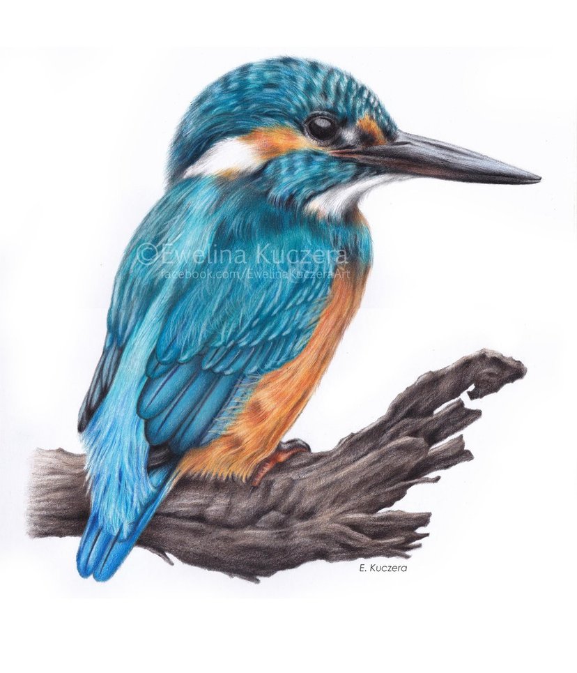 828x965 Kingfisher Drawing By Kot Filemon