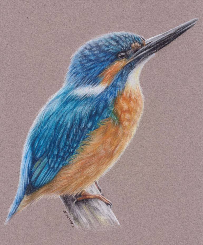 770x929 Saatchi Art Kingfisher Drawing By Ewelina Kuczera