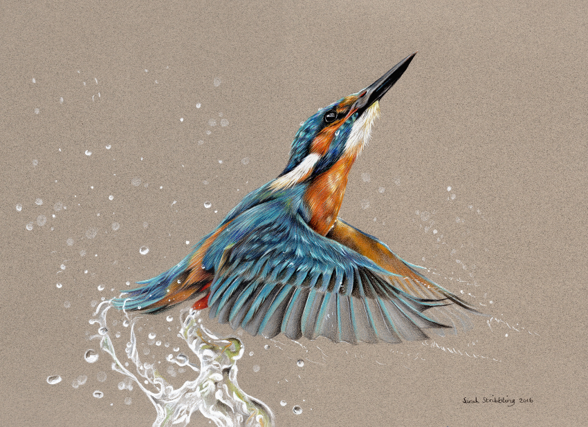 850x618 Sarah Stribbling Wildlife Art Gallery