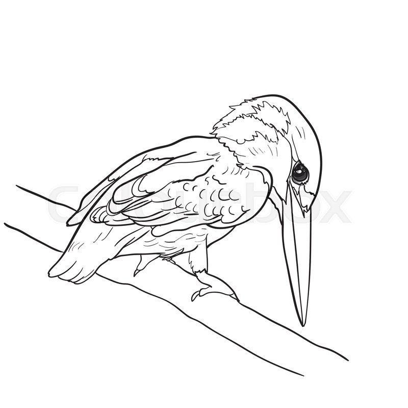 800x800 Drawing Of Common Kingfisher Bird Hold On Twig,vector Illustration