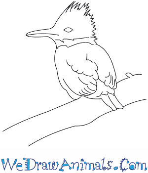 300x350 How To Draw A Belted Kingfisher