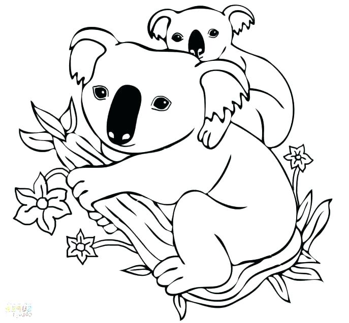 Koala Drawing Cute at GetDrawings | Free download