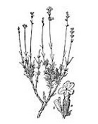 200x253 Lavender Ogao Trading