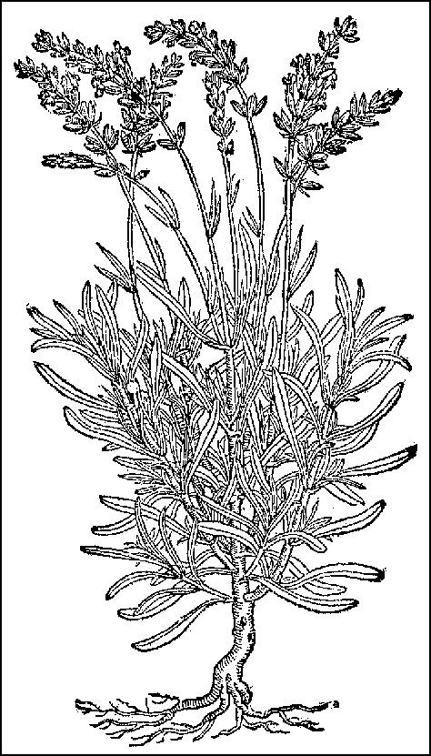 474x831 Lavender Line Drawing Lavender Design Amp Illustration