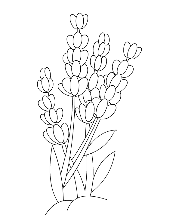 595x725 Collection Of Lavender Drawing Png High Quality, Free