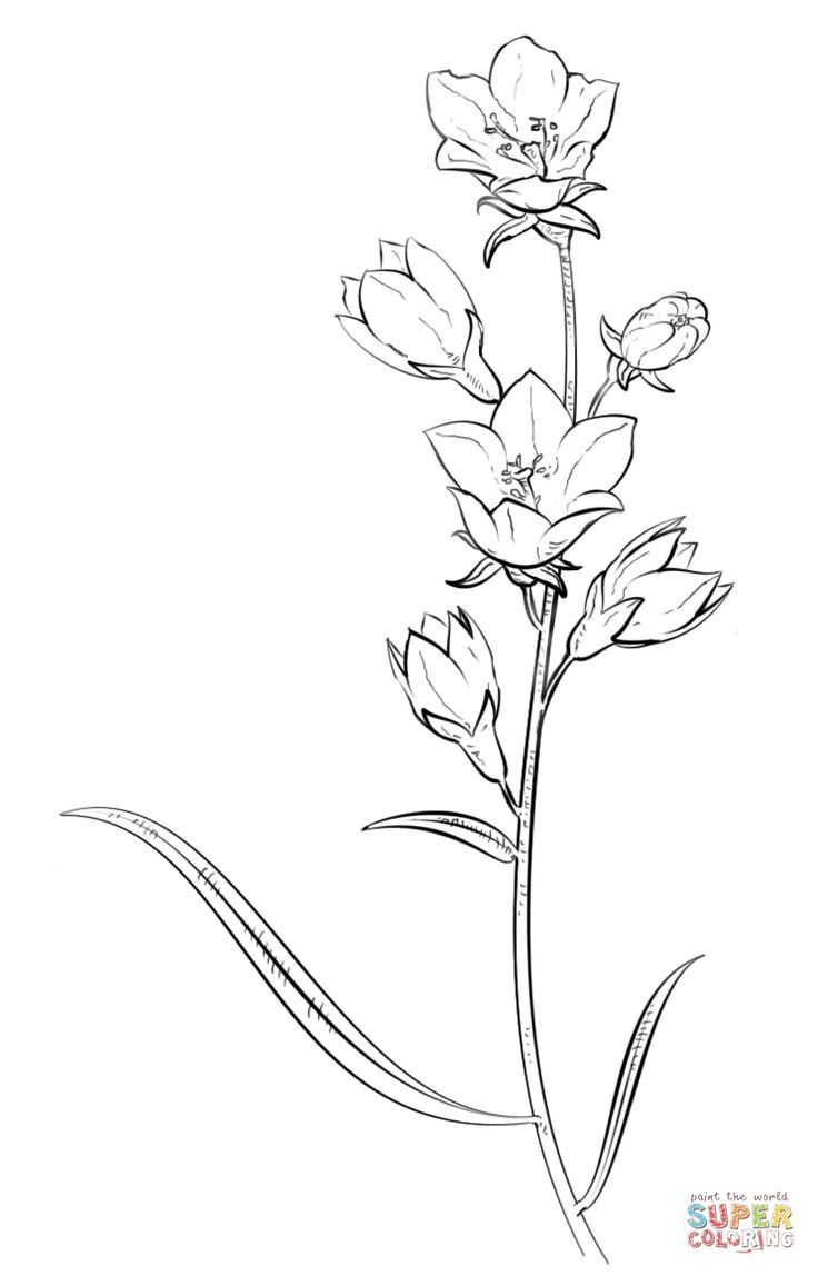 736x1148 Marvelous Spring Flower Coloring Pages Coloringsuitecom