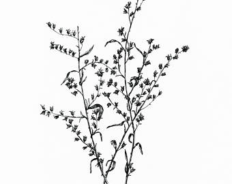 340x270 Original Floral Ink Illustration. Lavender. Black Ink