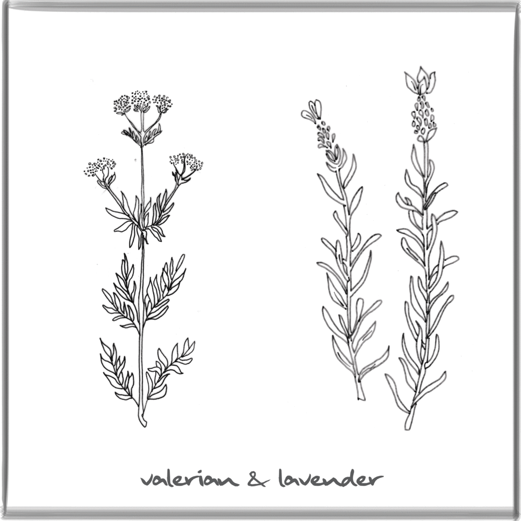 1024x1024 Sleep Valerian Amp Lavender (1 Bottle) Phaseunfazed