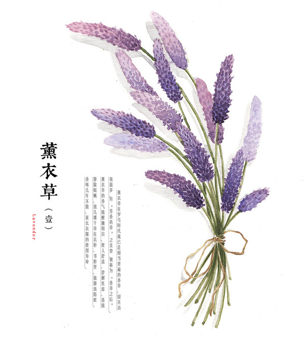 600x664 Hand Drawing Watercolor Plants Lavender By Galoshining