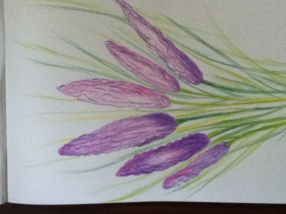 960x720 Lavender Flower Drawing In Simple Steps