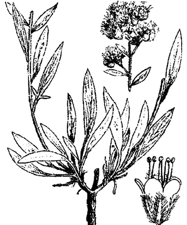 600x723 How To Draw Lavender Flower Coloring Pages How To Draw Lavender