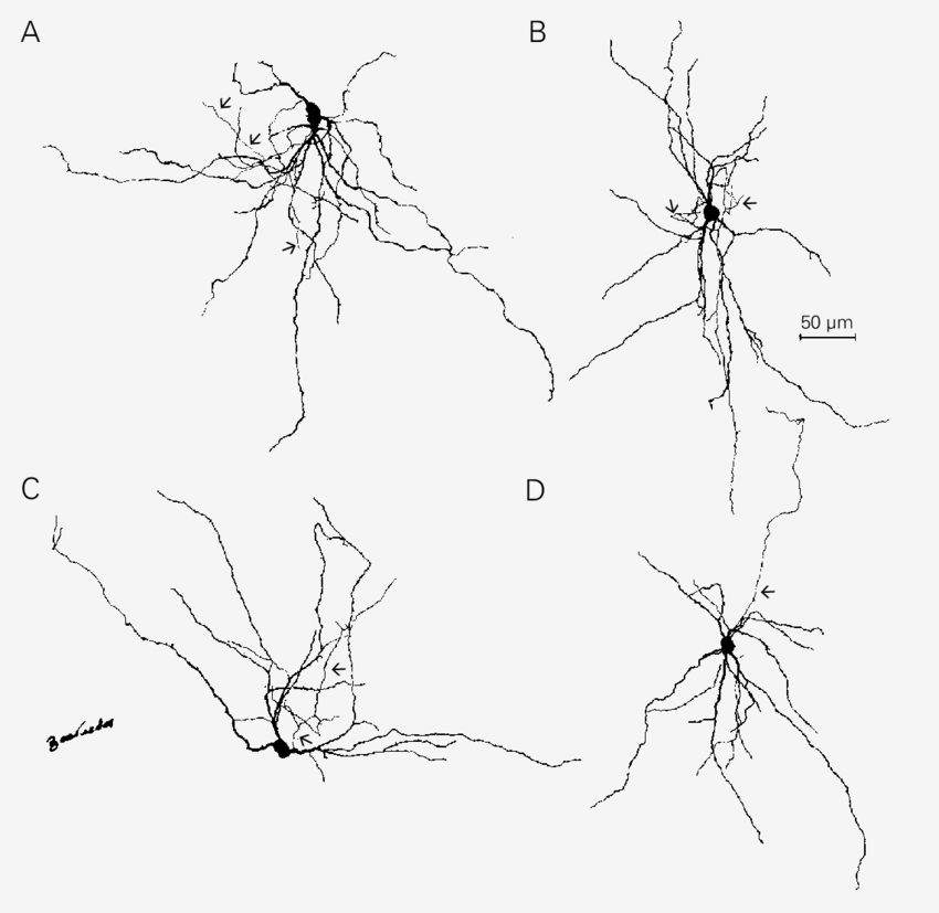 850x827 Camera Lucida Drawings Of Nadph Diaphorase Positive Neurons