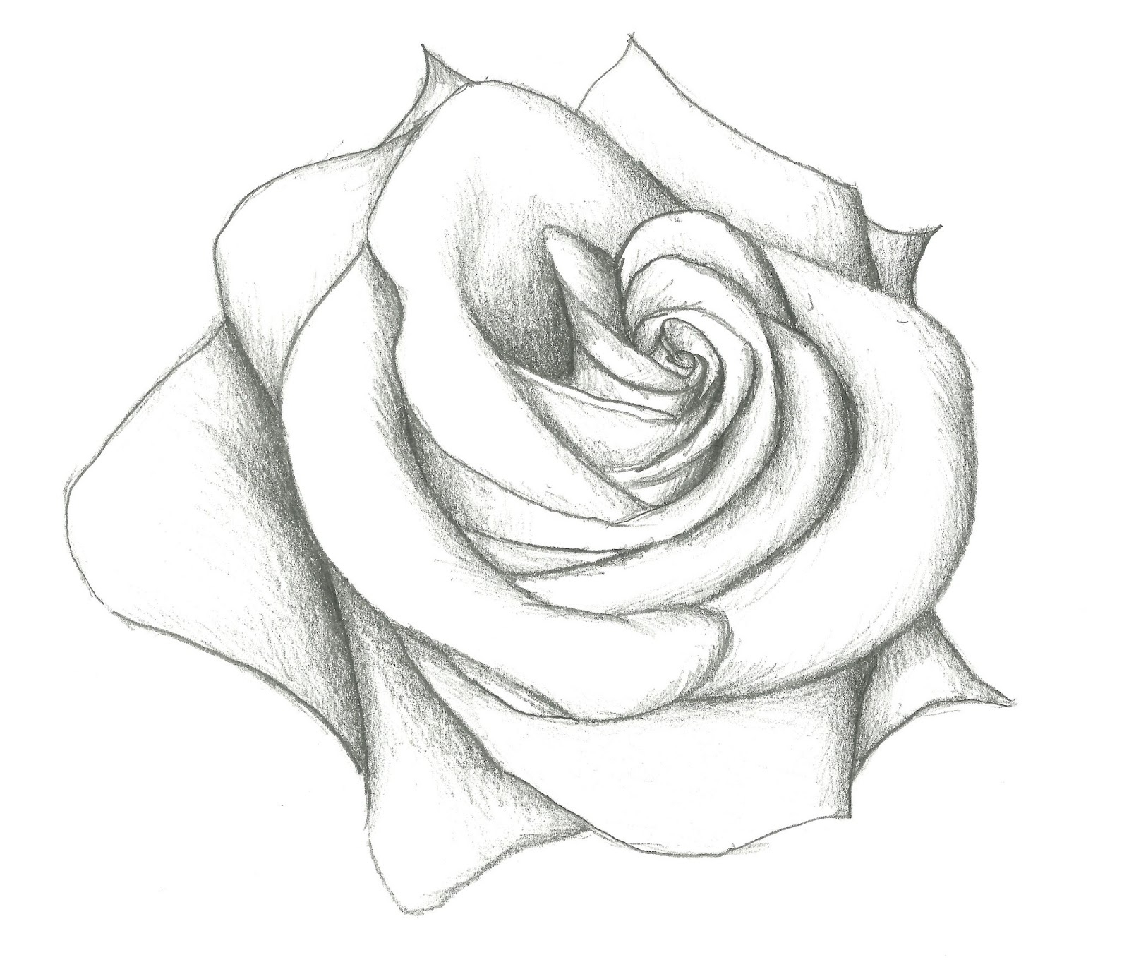 1600x1370 Red Rose Sketch Lead Pencil Pictures Easy Graphite Drawing