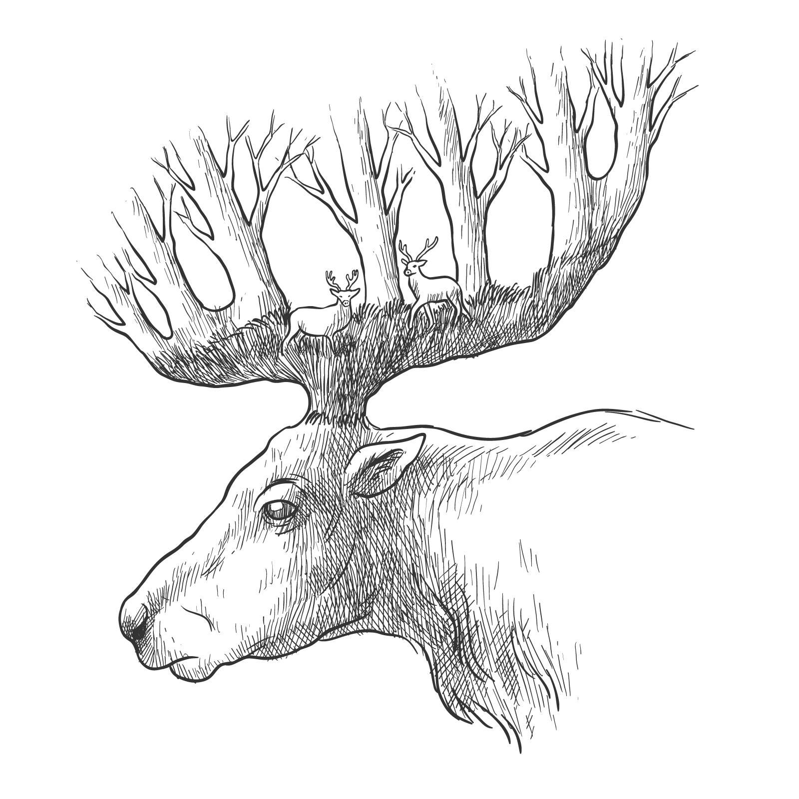 1600x1600 Red Deer Gray Wolf Drawing