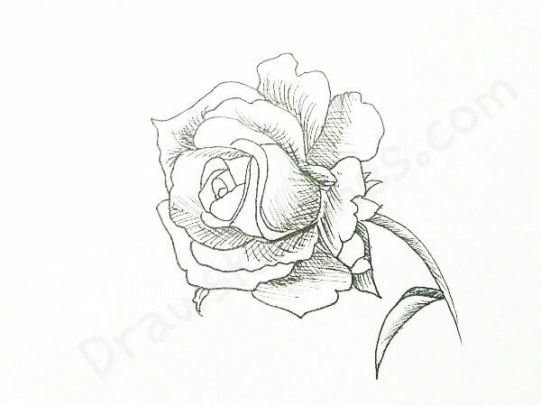 600x450 How Draw A Rose By Following 16 Easy Steps You Will Lead