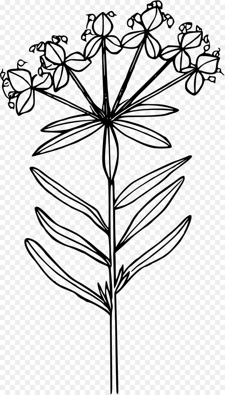 900x1580 Euphorbia Esula Line Art Drawing Clip Art