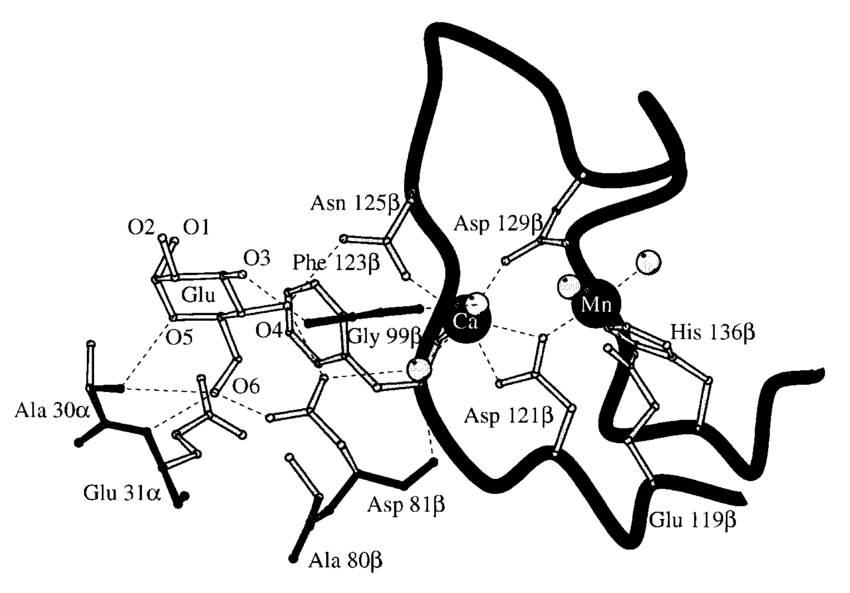 850x593 The Monosaccharide And Metal Binding Sites Of Lentil Lectin (Pdb