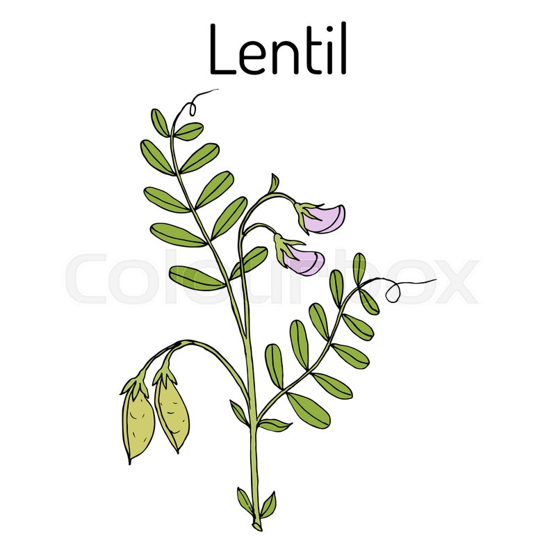 800x800 Lentil Lens Culinaris Hand Drawn Botanical Vector Illustration